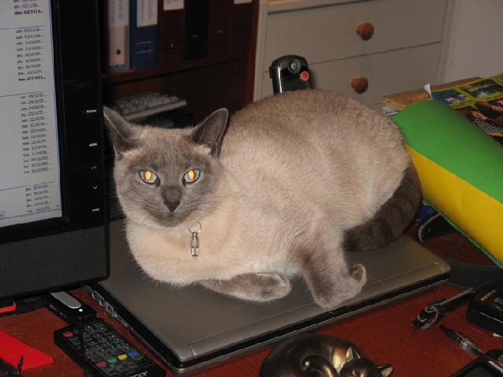 2008-11 Saphir 001.jpg